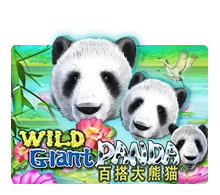Wild Giant Panda - WINGBET138